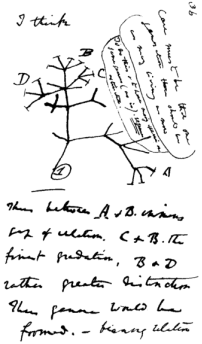 The first evolutionary tree ever drawn, with the words "I think" written above it, from one of Darwin's notebooks